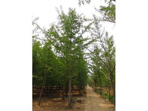 實(shí)生銀杏樹(shù)圖片/實(shí)生銀杏樹(shù)樣板圖 (4)