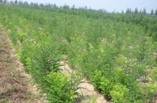 雙季槐苗圖片/雙季槐苗樣板圖 (1)