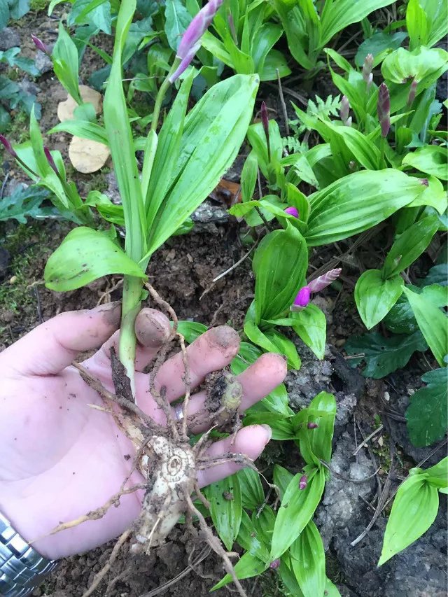 白芨苗圖片/白芨苗樣板圖 (4)