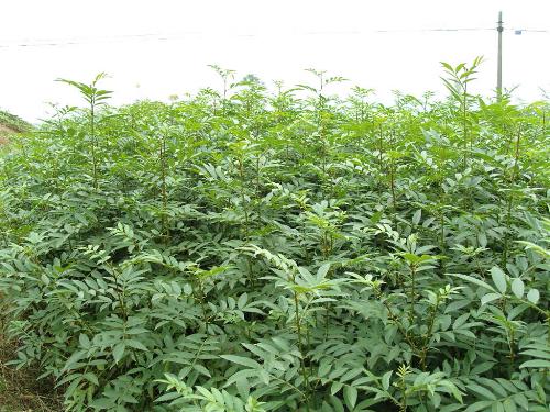 花椒苗圖片/花椒苗樣板圖 (4)