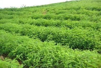 刺槐苗圖片/刺槐苗樣板圖 (2)