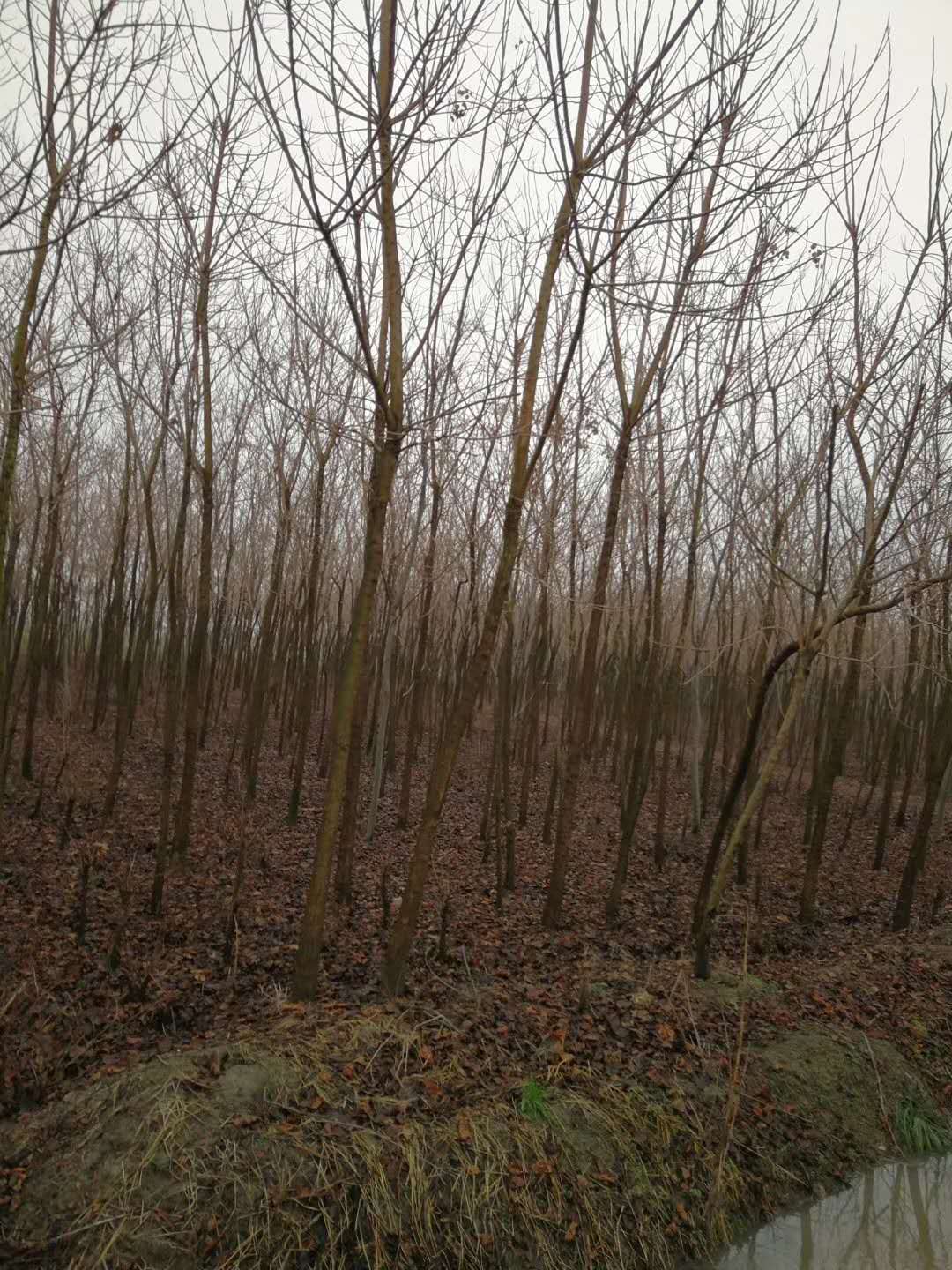 江西產(chǎn)家直銷重陽(yáng)木小苗