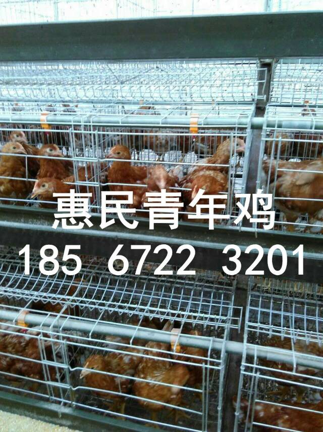 60天后備雞圖片/60天后備雞樣板圖 (3)