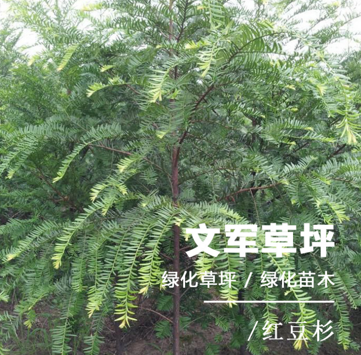 紅豆杉，紅豆杉基地直銷，紅豆杉廠家直銷，紅豆杉種植基地，紅豆杉供應(yīng)商，紅豆杉苗木基地，紅豆杉基地直銷，紅豆杉批發(fā)