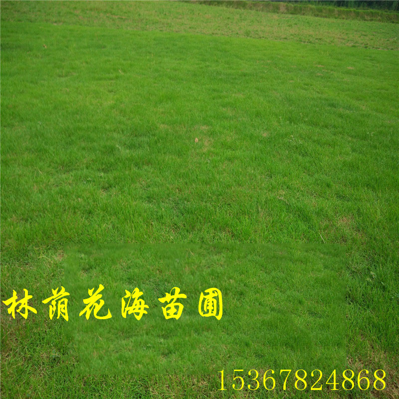 基地直銷馬尼拉草坪 馬尼拉草皮 耐寒耐踏 庭院別墅綠化 四季常青