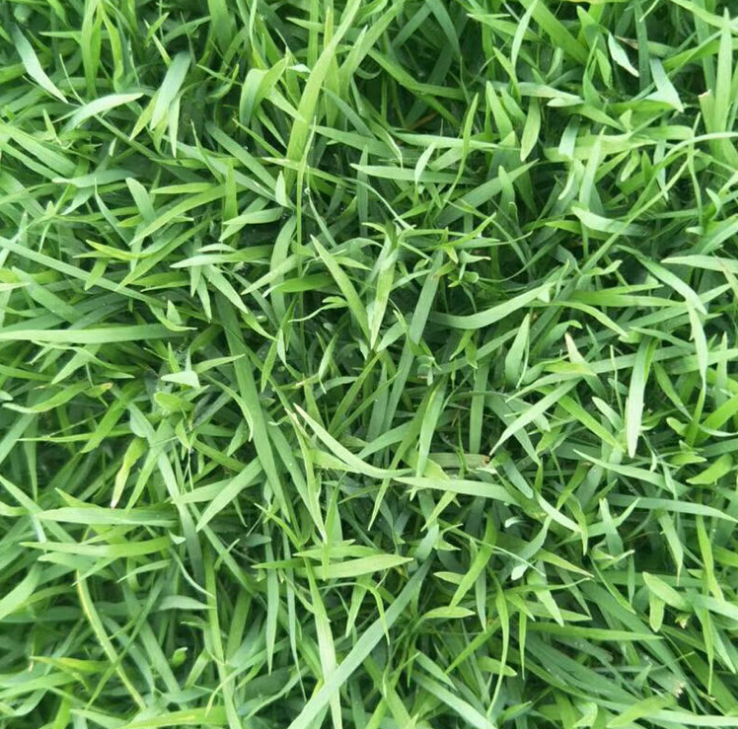 馬尼拉草坪圖片/馬尼拉草坪樣板圖 (3)