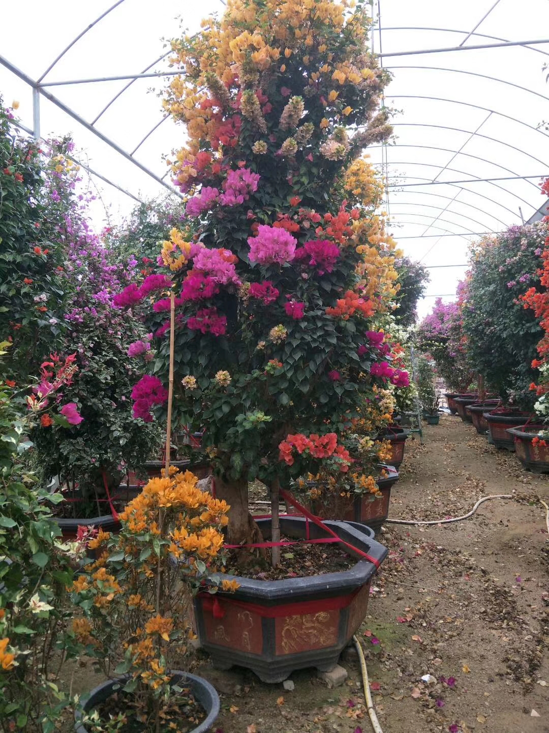 漳州嫁接三角梅種植基地/批發(fā)商價格