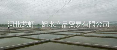 小龍蝦水產(chǎn)品圖片/小龍蝦水產(chǎn)品樣板圖 (2)