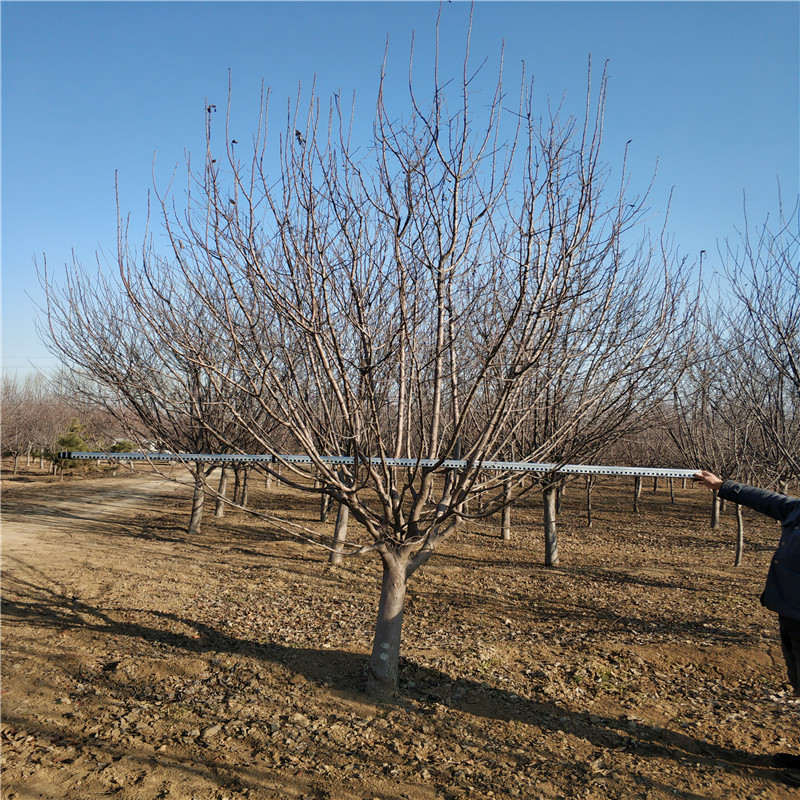 北美海棠圖片/北美海棠樣板圖 (2)