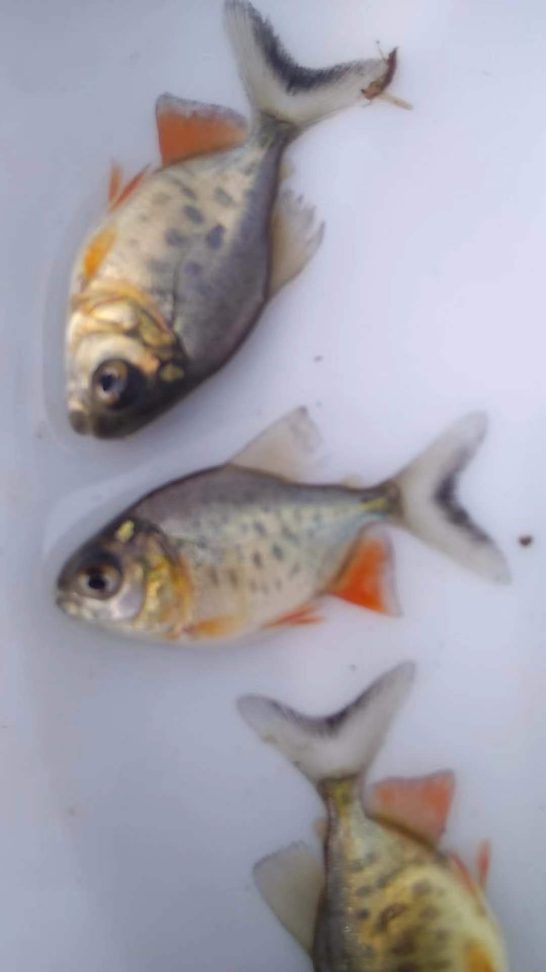 鯧魚的價值功效