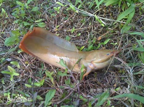 塘鲺魚捕捉方法圖片/塘鲺魚捕捉方法樣板圖 (3)