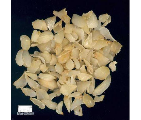 百合圖片/百合樣板圖 (4)