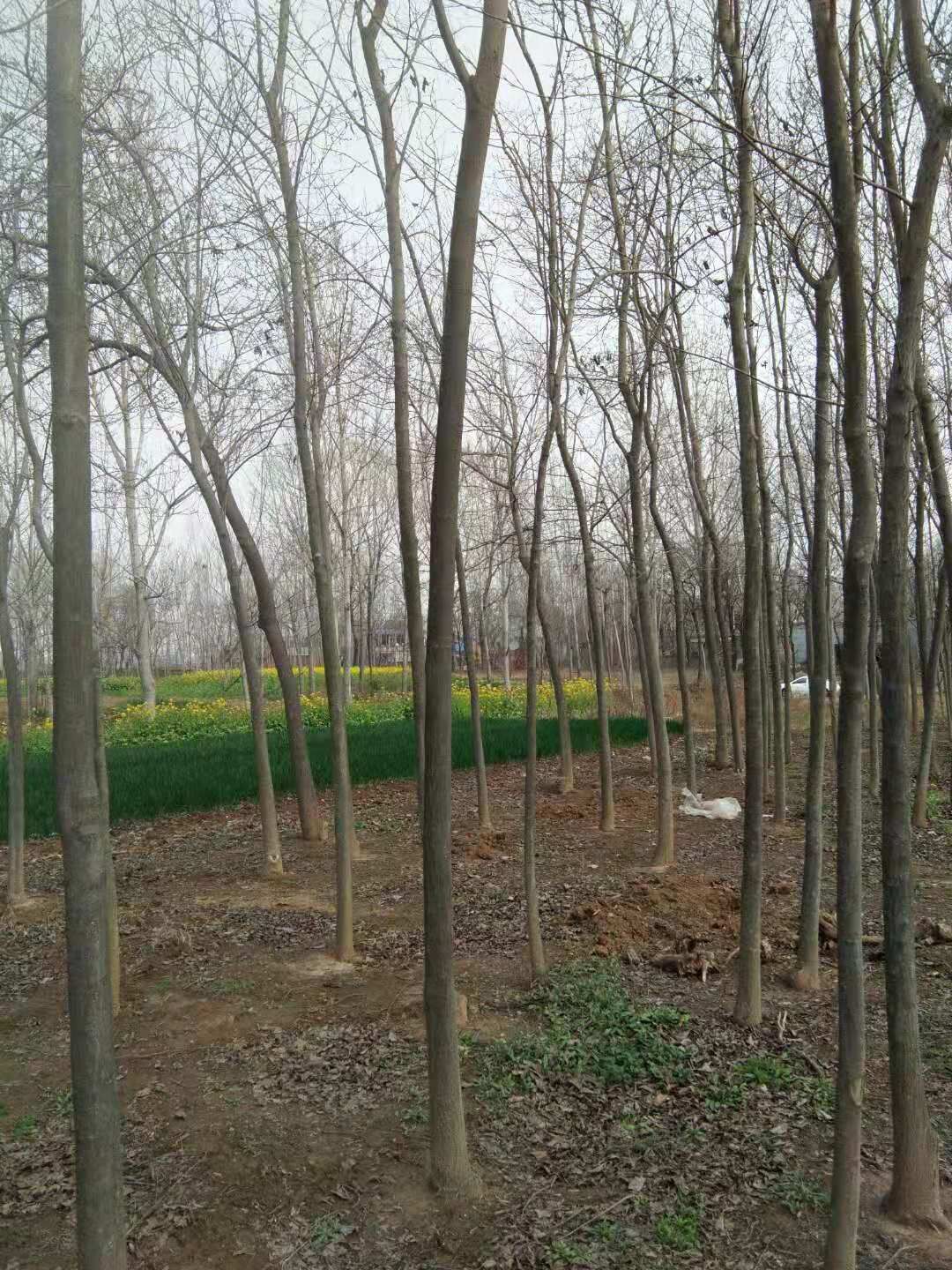 河南南陽圖片/河南南陽樣板圖 (2)
