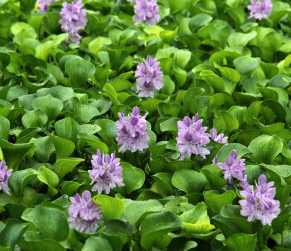 鳳眼藍(lán)批發(fā)哪里有圖片/鳳眼藍(lán)批發(fā)哪里有樣板圖 (2)