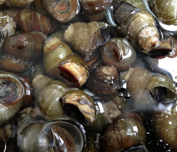 洪湖圖片/洪湖樣板圖 (3)