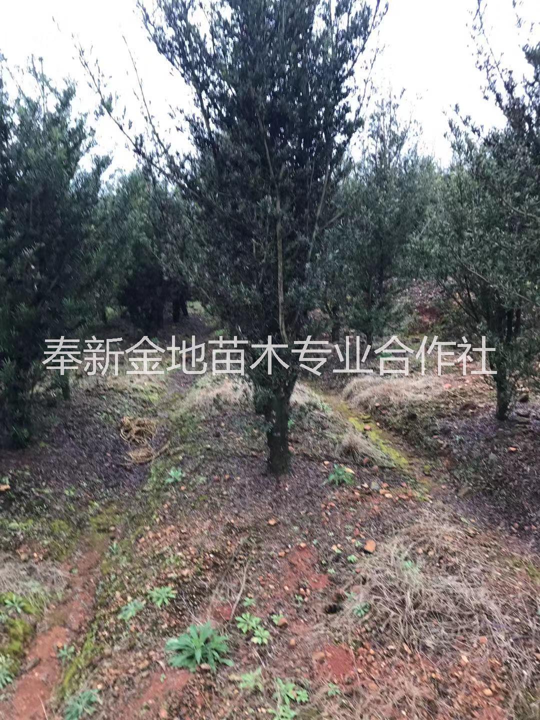 罗汉松 罗汉松苗 专业种植基地 品种纯良图片