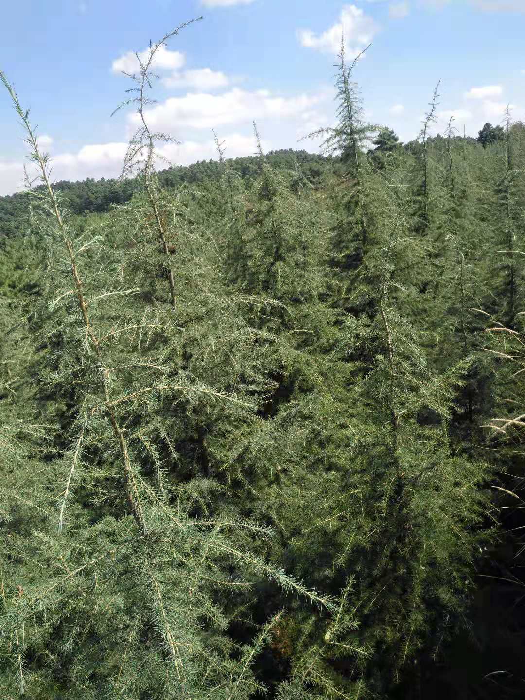 云南地区厂家基地供应雪松，质量保证，价格低，土球完整  ，雪松基地一手货源，规格齐全