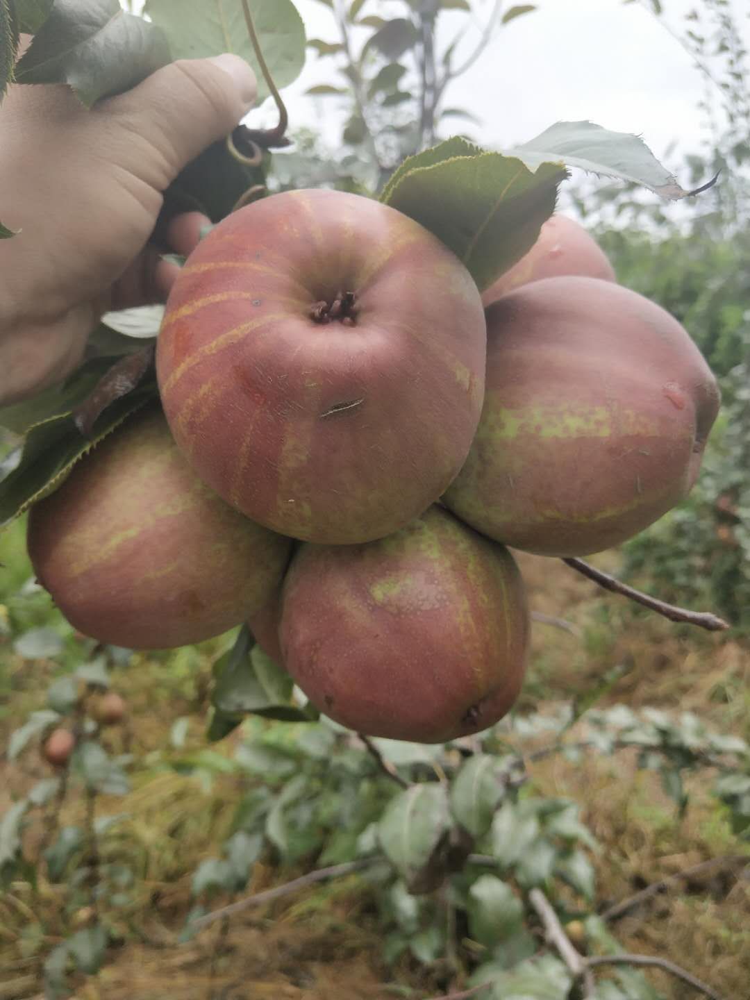 梨苗圖片/梨苗樣板圖 (2)