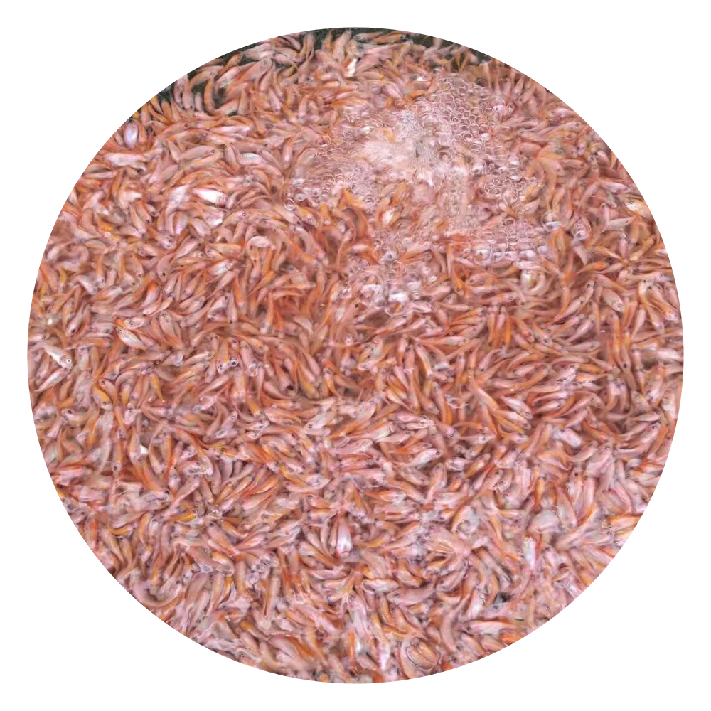 羅非魚苗圖片/羅非魚苗樣板圖 (3)