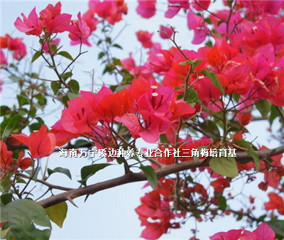 海南哪里有三角梅賣圖片/海南哪里有三角梅賣樣板圖 (4)