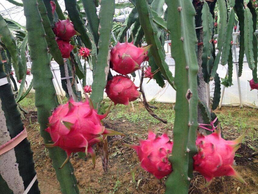 东海县万泰果蔬种植专业合作社