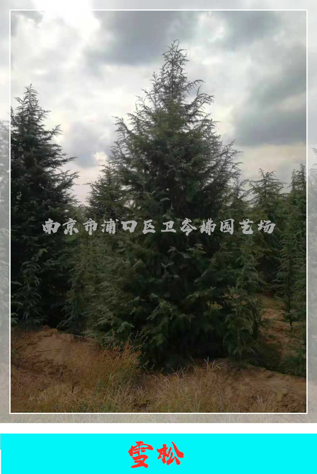 雪松圖片/雪松樣板圖 (2)