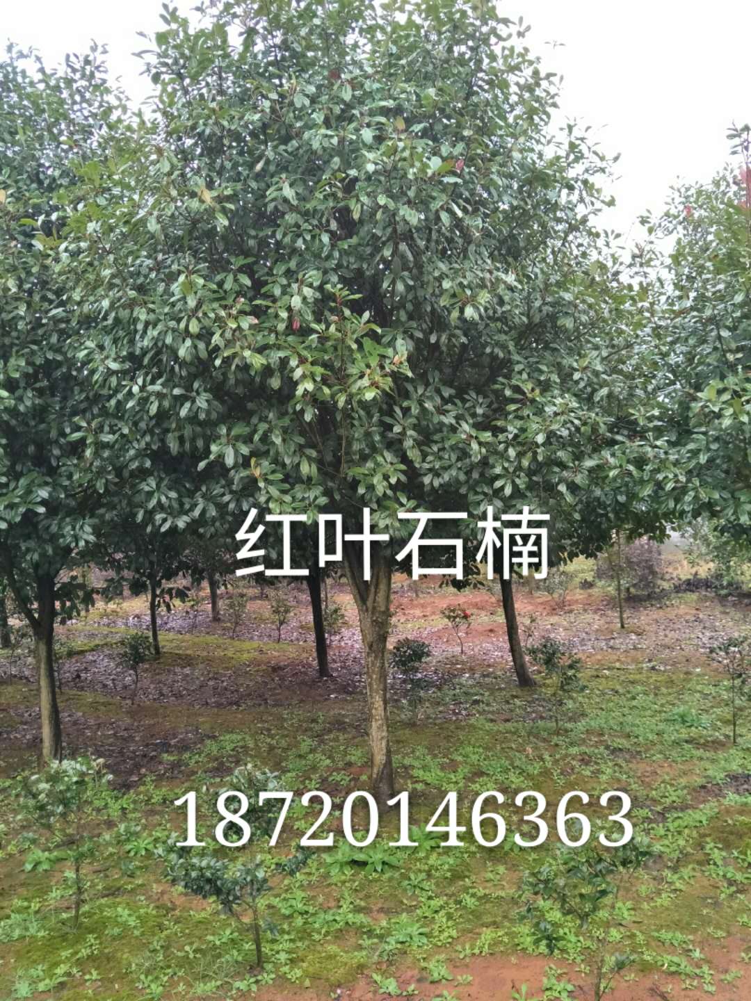 红叶石楠-苗木种植基地批发报价价格