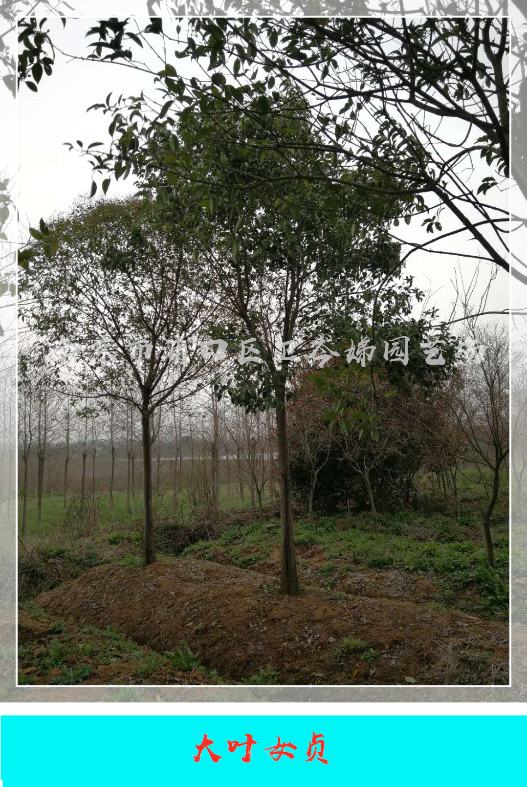 大葉女貞圖片/大葉女貞樣板圖 (2)