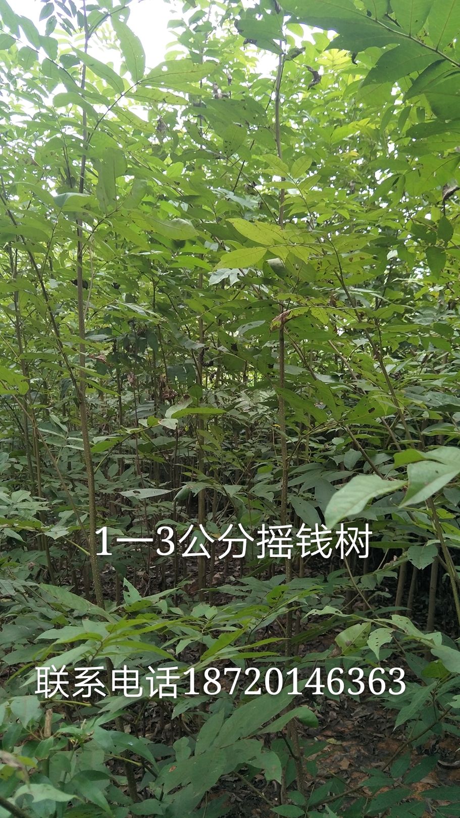 搖錢樹圖片/搖錢樹樣板圖 (1)
