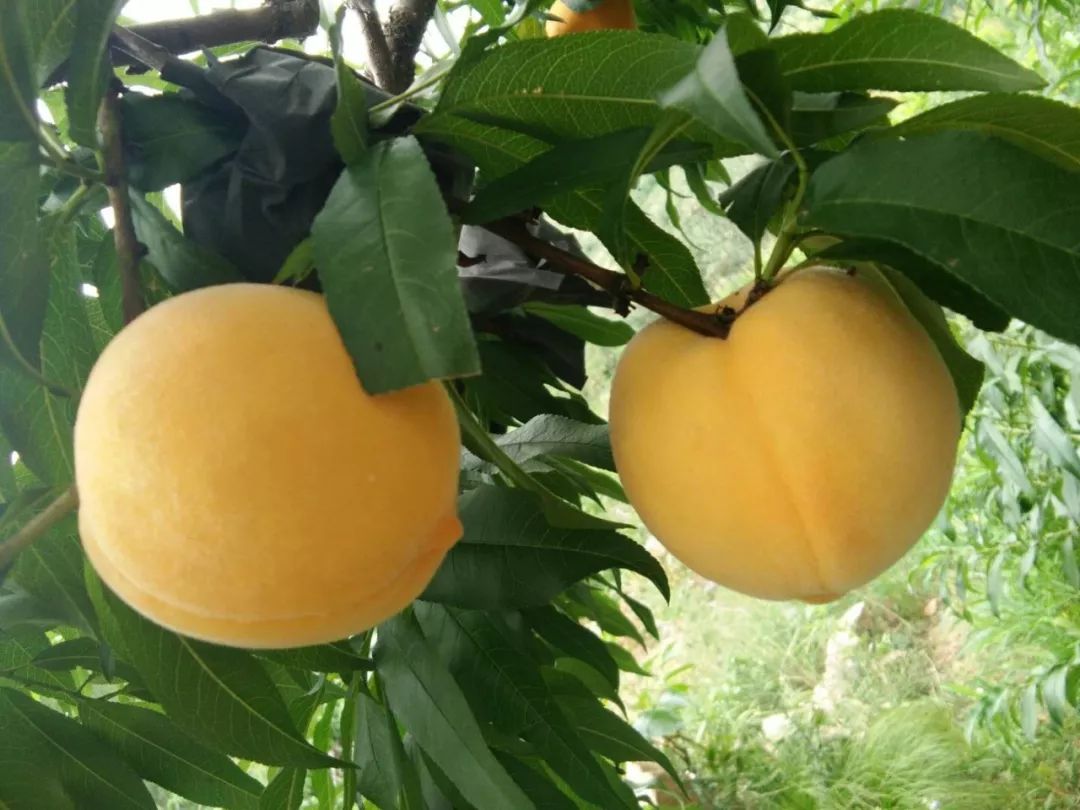 黃桃圖片/黃桃樣板圖 (2)