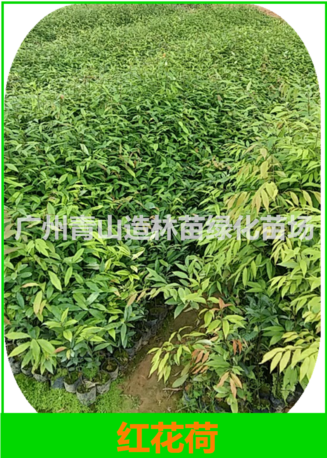 紅椎營養(yǎng)袋苗圖片/紅椎營養(yǎng)袋苗樣板圖 (4)