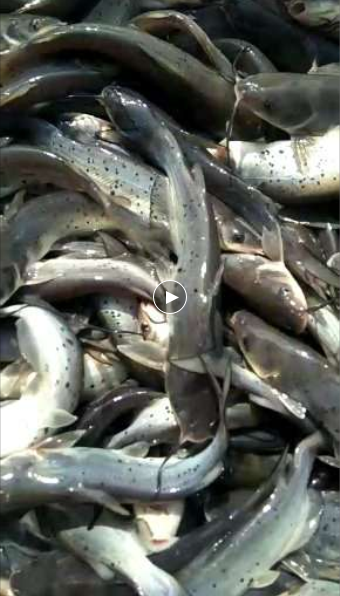 叉尾鮰圖片/叉尾鮰樣板圖 (1)