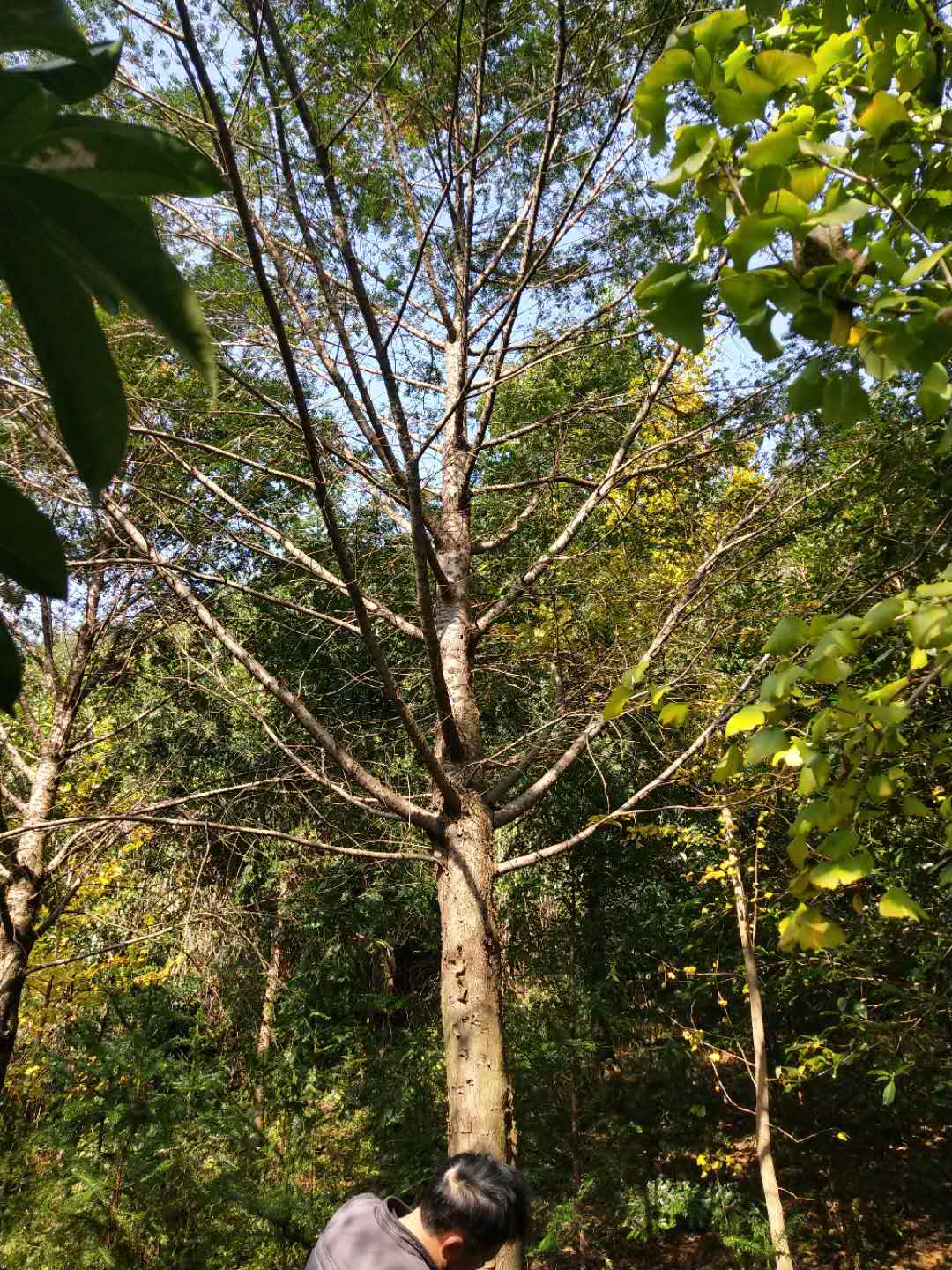 紅豆杉圖片/紅豆杉樣板圖 (2)