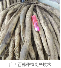 百部種苗種植_百部種苗價格_百部種苗銷售_廣西百部種苗 百部種苗種植培訓推廣 產(chǎn)品研發(fā) 百部種苗種產(chǎn)品研發(fā)