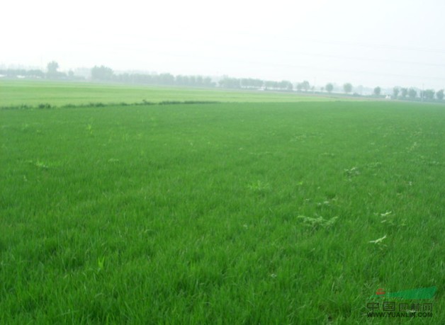 馬尼拉草皮圖片/馬尼拉草皮樣板圖 (1)