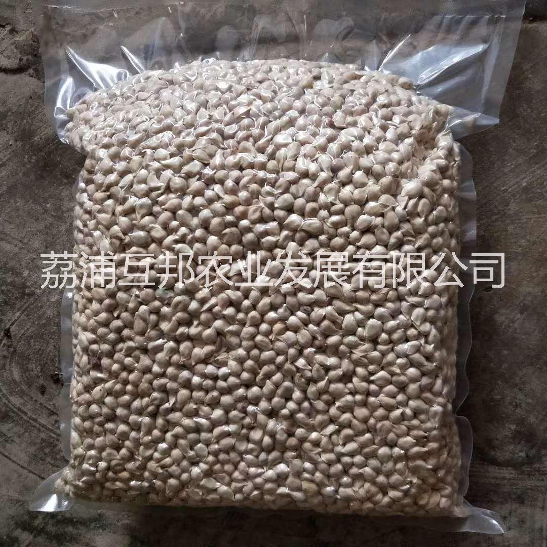 小葉軟枝香橙種子 小葉軟枝香橙種 小葉軟枝香橙種子價格