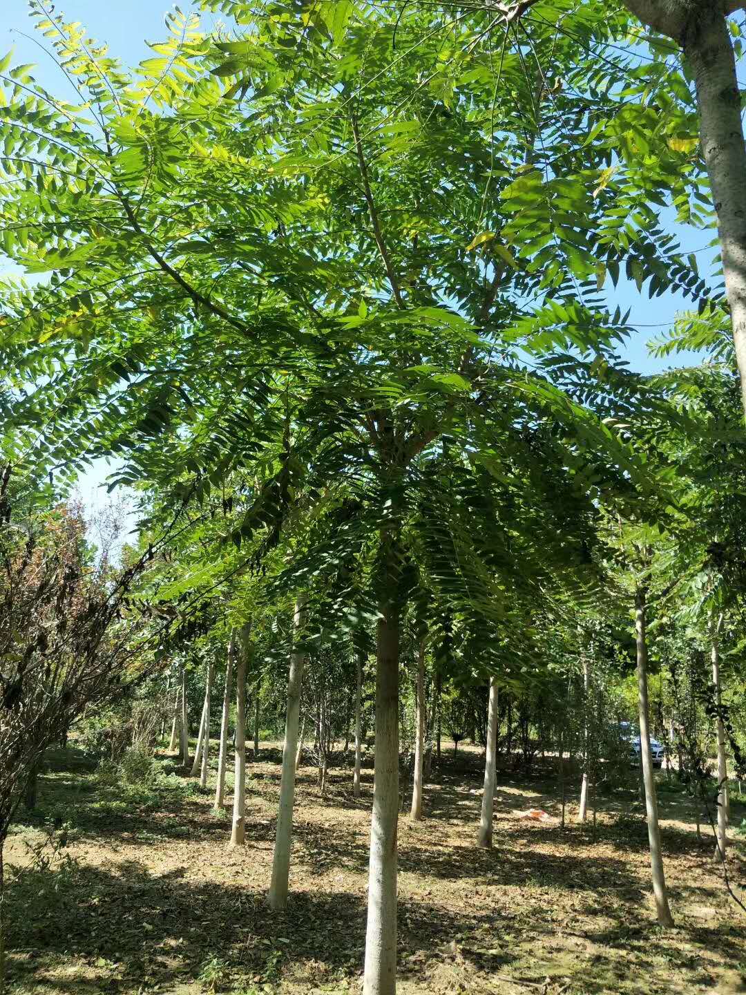 千头椿苗圃种植、千头椿苗圃销售、千头椿苗圃批发价格  、千头椿苗圃基地