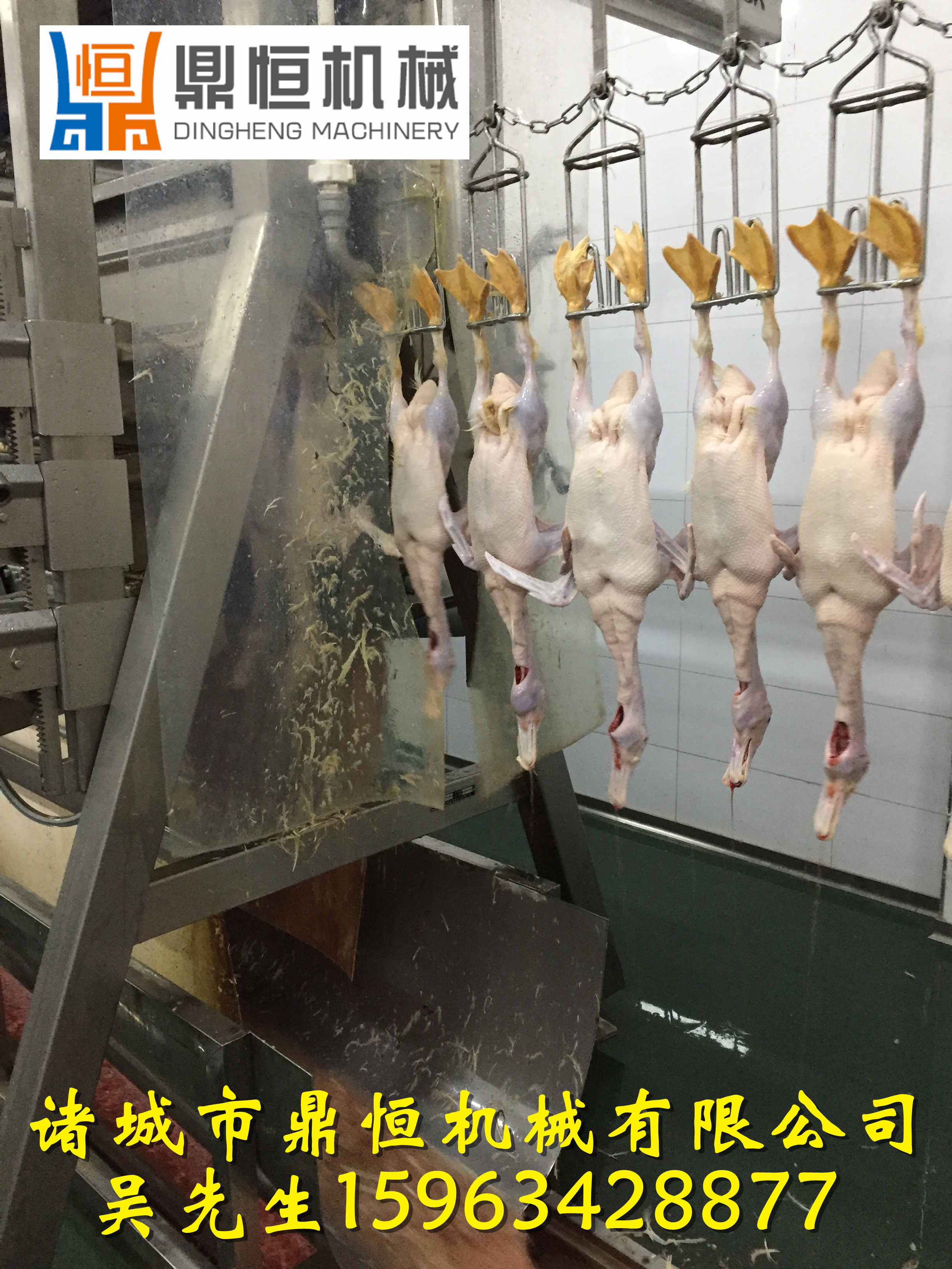 雞屠宰設(shè)備宰鴨流水線機(jī)器 雞屠宰設(shè)備宰鴨流水線機(jī)器家禽脫毛 雞屠宰設(shè)備家禽脫毛機(jī)械 雞屠宰設(shè)備家禽脫毛機(jī)械廠家直銷