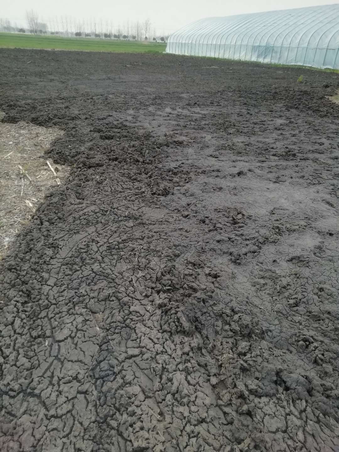 純干雞糞圖片/純干雞糞樣板圖 (4)