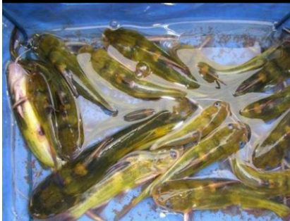 黃顙魚(yú)苗圖片/黃顙魚(yú)苗樣板圖 (3)