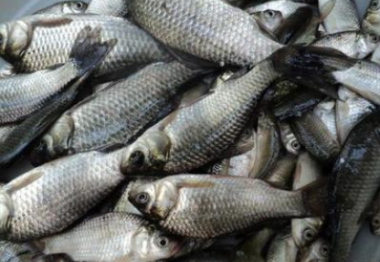 鯽魚圖片/鯽魚樣板圖 (3)