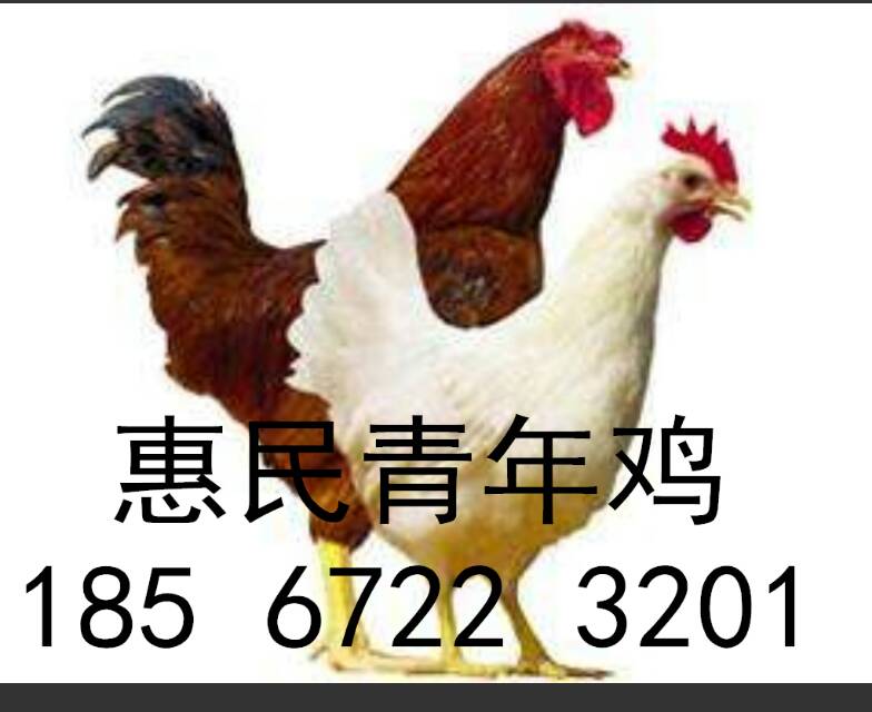 青年雞養(yǎng)殖圖片/青年雞養(yǎng)殖樣板圖 (1)