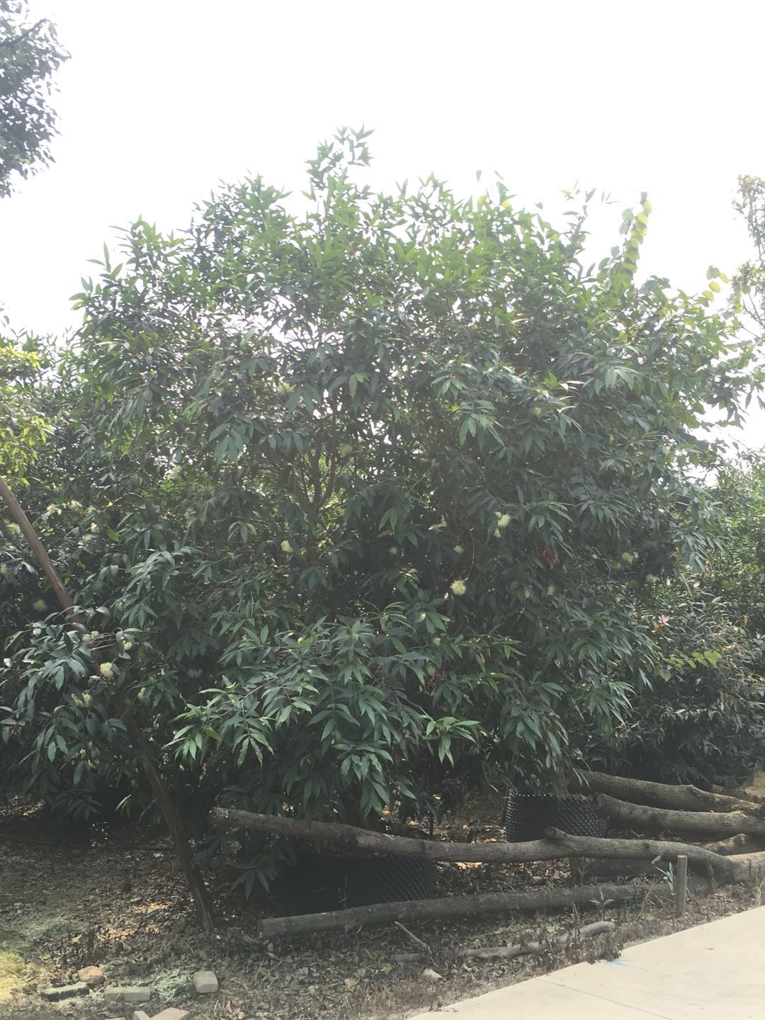 水蒲桃圖片/水蒲桃樣板圖 (3)