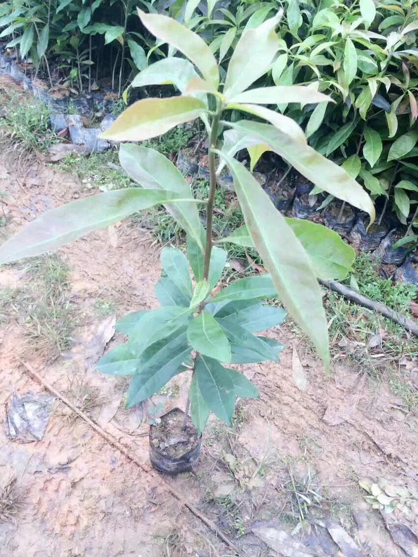 木荷圖片/木荷樣板圖 (1)