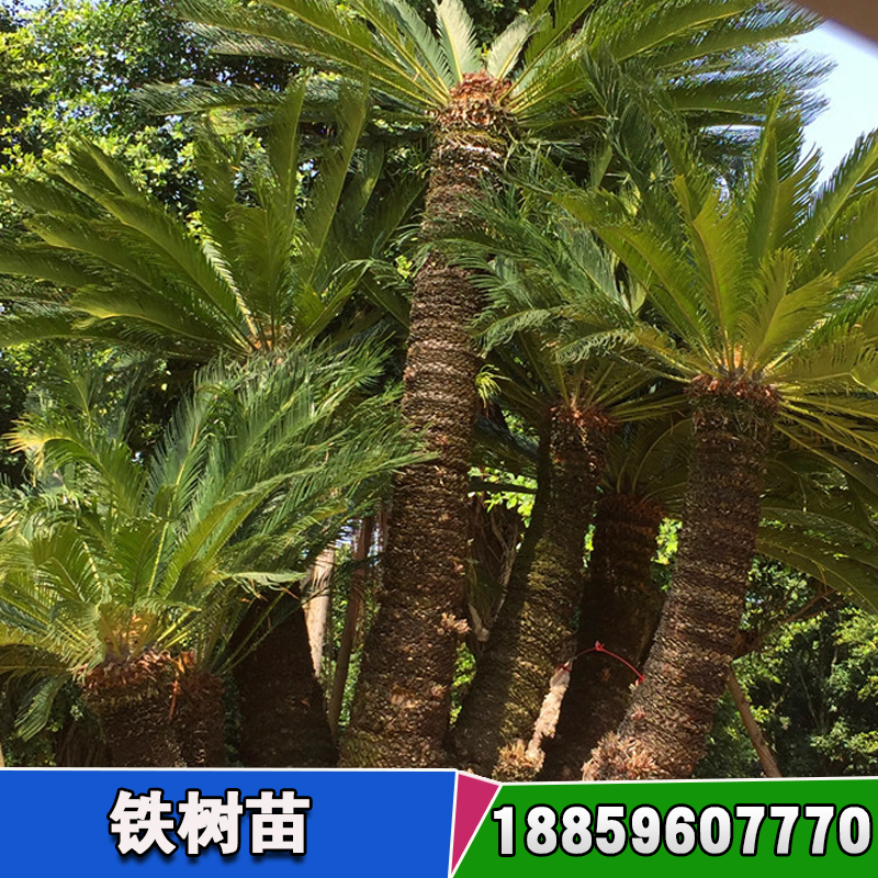 龍海市鐵樹苗基地 在那能賣到鐵樺樹苗 上海苗圃批發(fā)市場(chǎng)