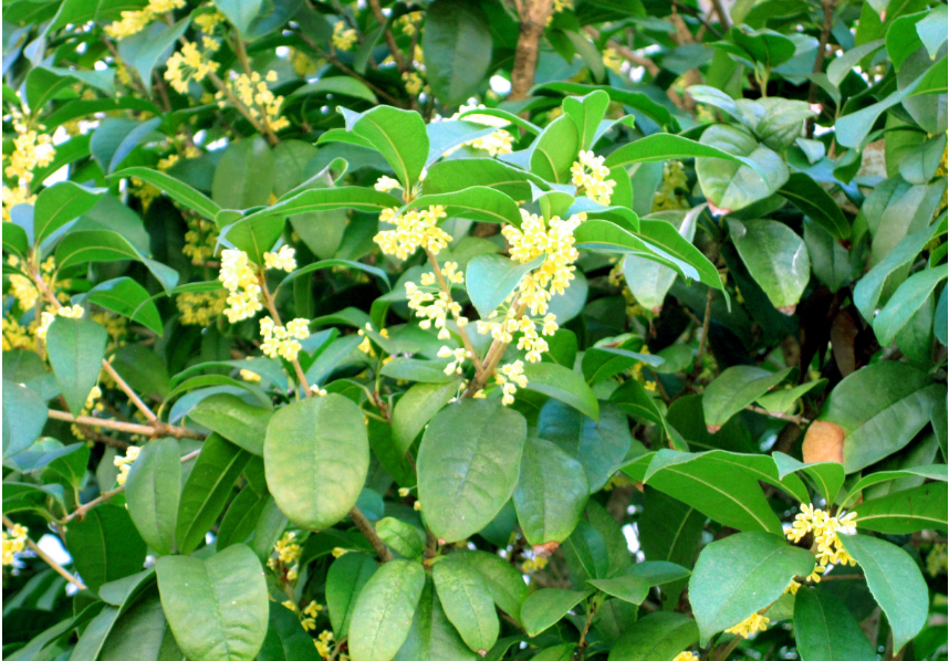 乐山市桂花树苗厂家