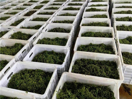 重慶圓眼塑料花椒筐 周轉(zhuǎn)筐批發(fā) 水果筐廠家直銷