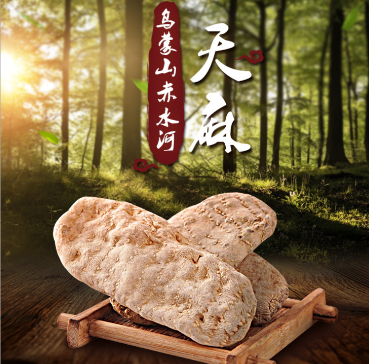 野生天麻圖片/野生天麻樣板圖 (1)
