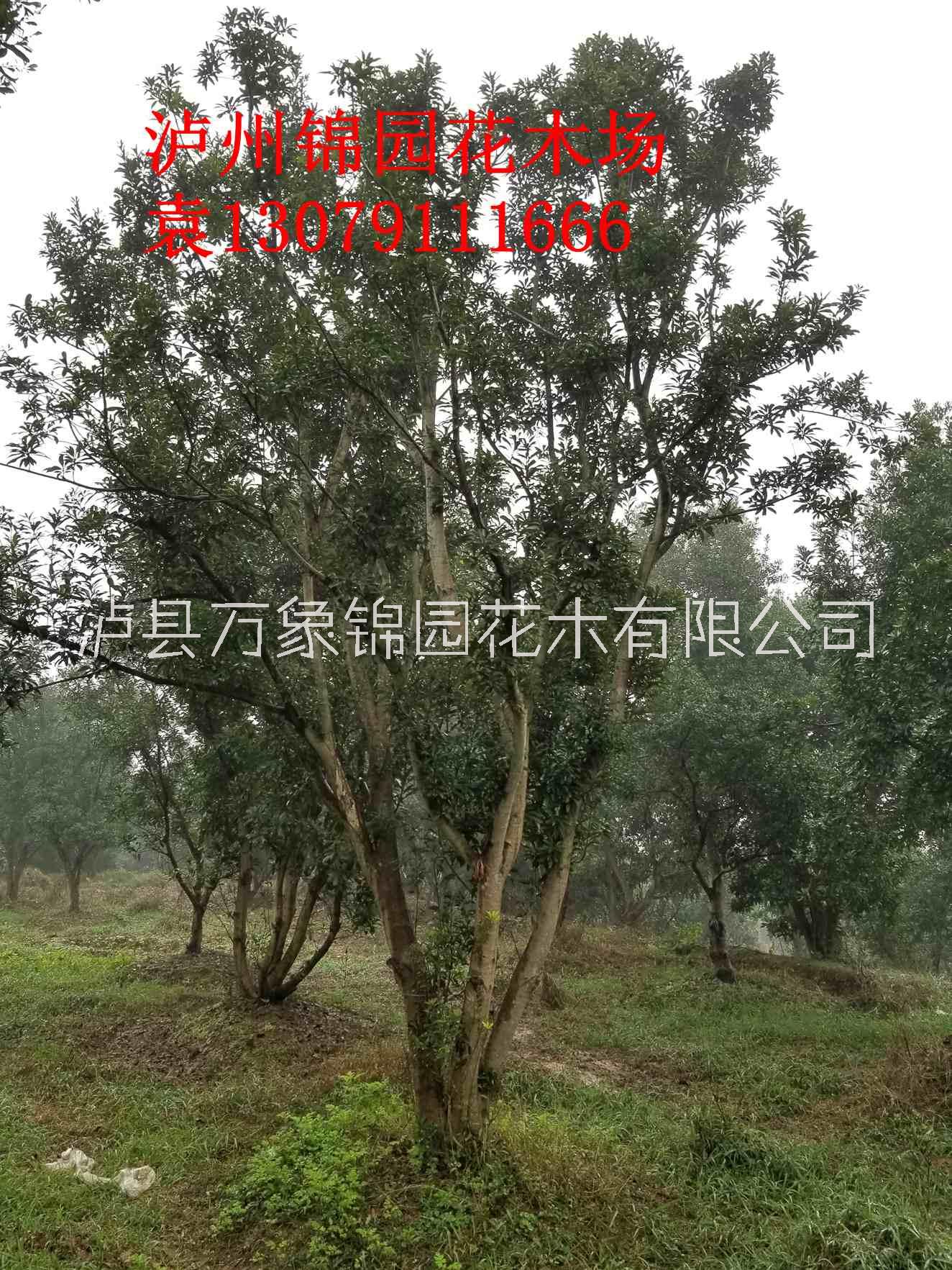 楊梅圖片/楊梅樣板圖 (3)