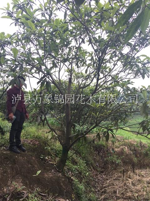 枇杷樹圖片/枇杷樹樣板圖 (4)